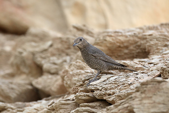 Blue Rock Thrush