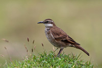 Stout-billed Cinclodes