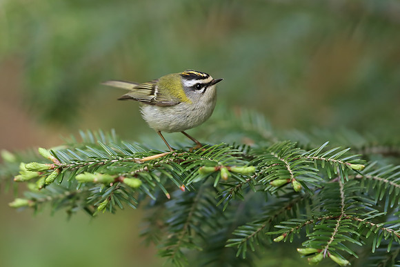 Firecrest