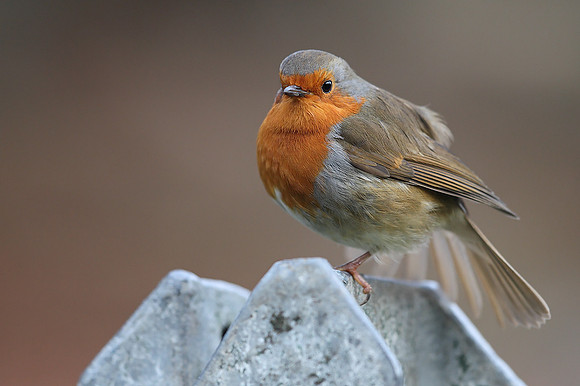 Robin