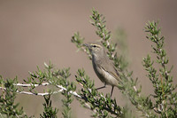 Plain Leaf Warbler