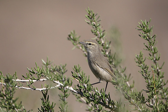 Plain Leaf Warbler