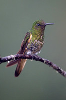 Buff-tailed Coronet