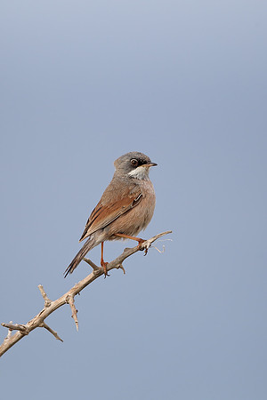 Spectacled Warbler