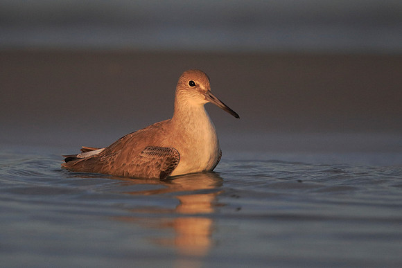 Willet