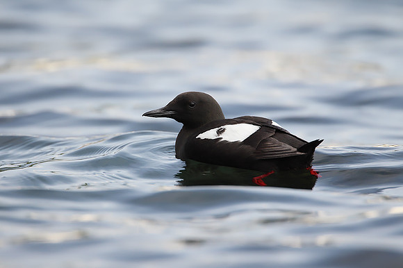 Black Guillemot