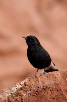 Black Wheatear