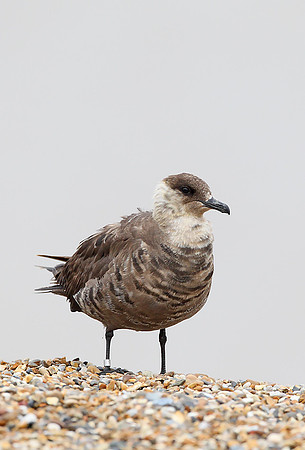 Arctic Skua
