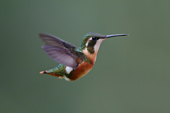 Speckled Hummingbird