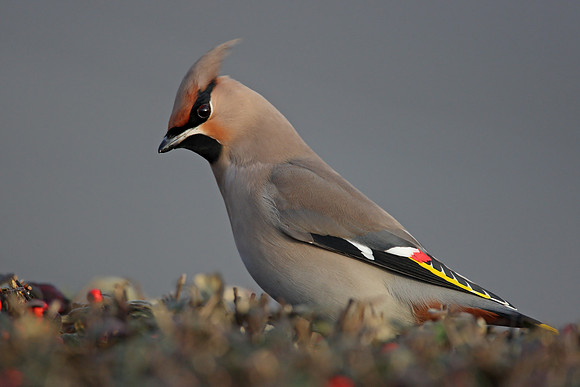 Waxwing
