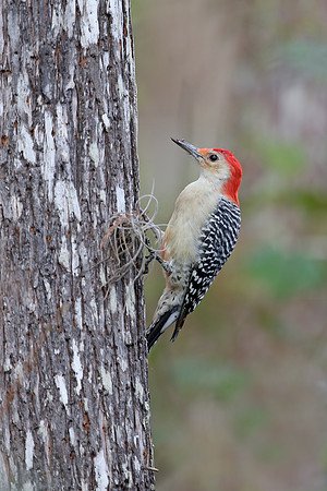 Red-bellied Woodpecker