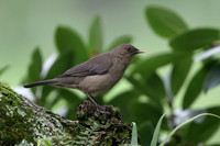 Clay-coloured Thrush