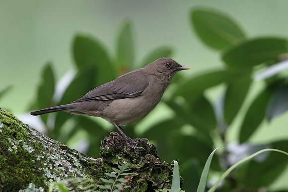 Clay-coloured Thrush