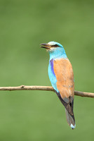 Roller
