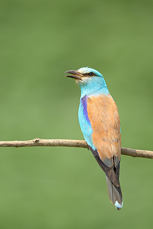 Roller