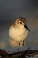 Western Sandpiper