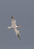 Lesser Crested Tern