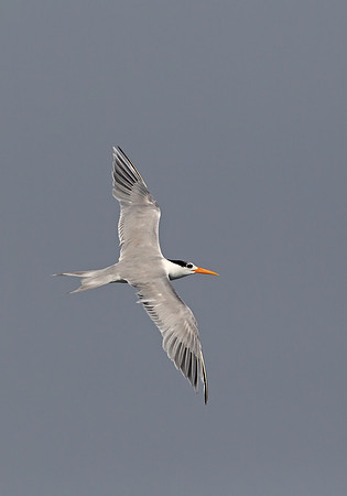 Lesser Crested Tern