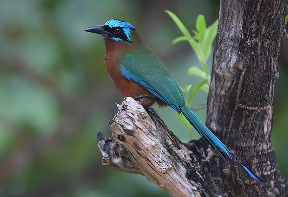 Trinidad Motmot