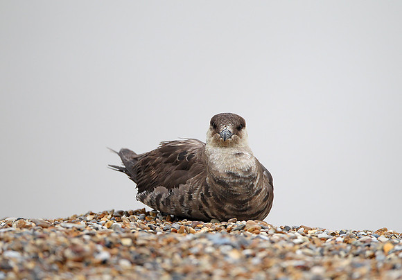 Arctic Skua