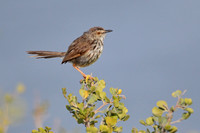 Cisticolas