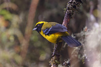 Masked Mountain Tanager