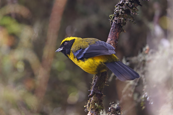 Masked Mountain Tanager