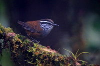 Grey-breasted Wood-Wren