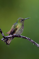 Buff-tailed Coronet