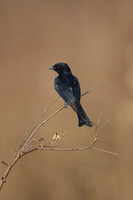 Drongos