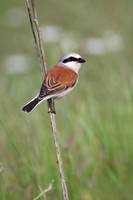 Red-backed Shrike