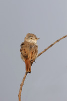 Asian Desert Warbler