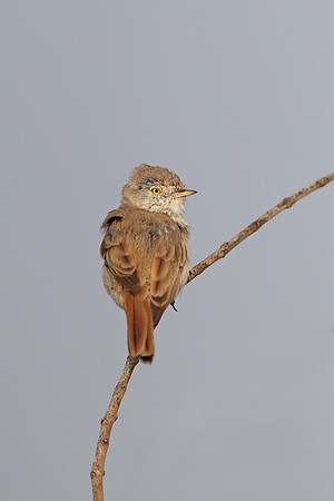 Asian Desert Warbler