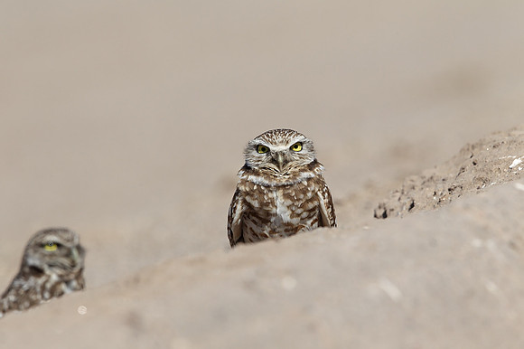 Burrowing Owl