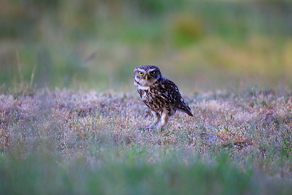 Little Owl