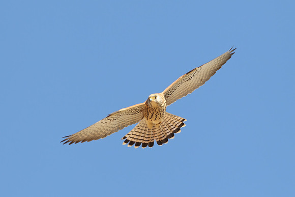 Lesser Kestrel