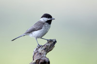 Sombre Tit