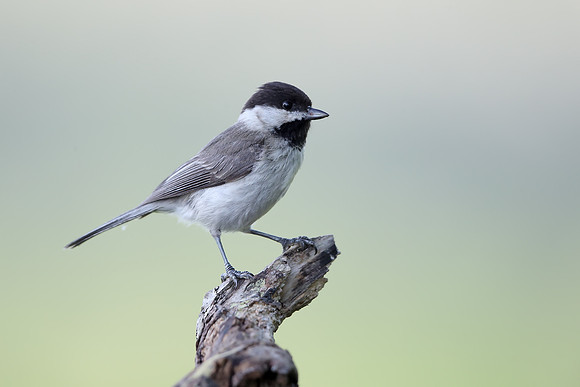 Sombre Tit