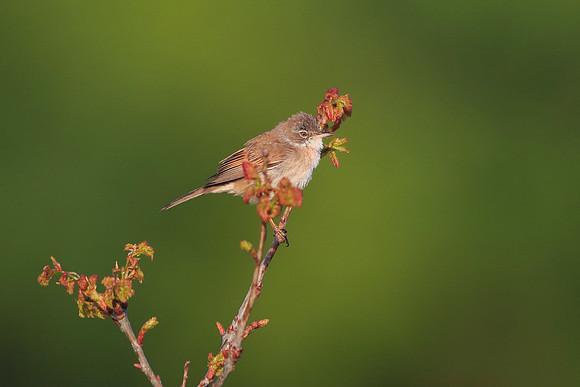 Whitethroat