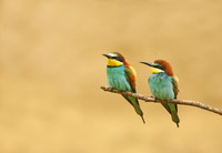 European Bee-eater