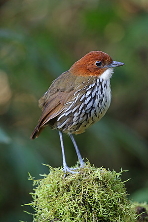 Chestnut-crowned Antpitta