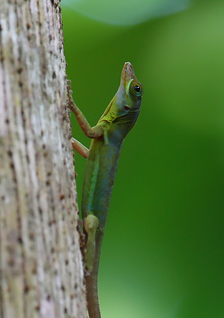 Lizard