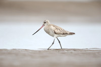 Bar-tailed Godwit