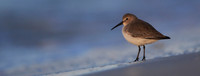 Dunlin