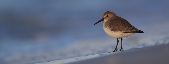 Dunlin