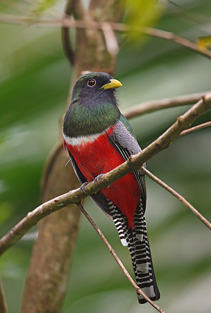 Collared Trogon