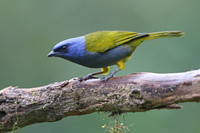 Blue-capped Tanager