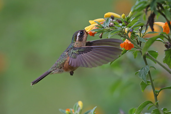 Speckled Hummingbird