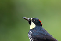 Acorn Woodpecker