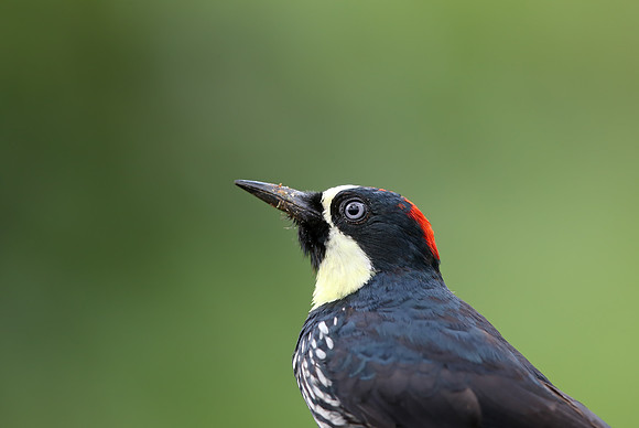 Acorn Woodpecker
